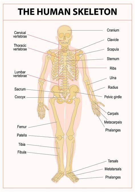 Parts Of The Human Body And Their Functions