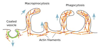 The cell. 7. Cytoskeleton. Actin filaments. Atlas of plant and animal histology.