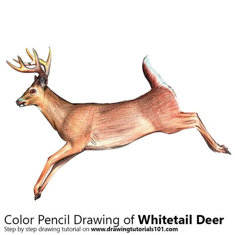 Deer Colour Pencil Drawing - bestpencildrawing