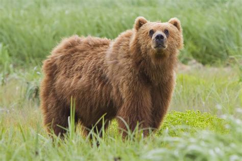 File:2010-kodiak-bear-1.jpg - Wikipedia