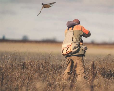 Hunting Heavy Pressured Pheasant - Project Upland Magazine