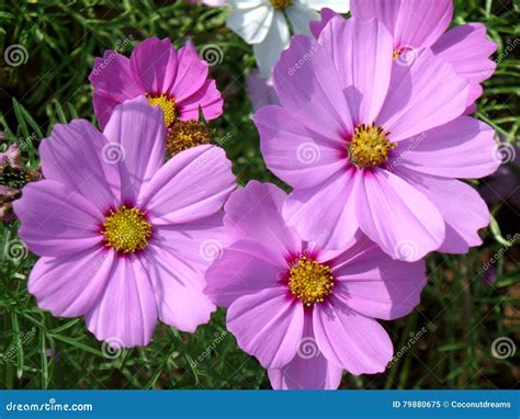 Numerous Blooming Bright Color Pink Mexican Aster Flowers Stock Image - Image of floral, grass ...