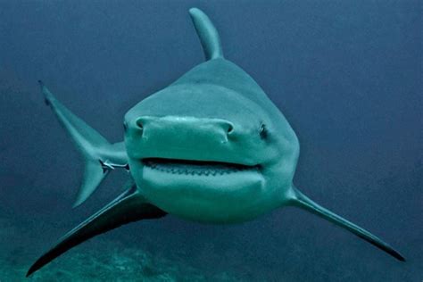 Bull Shark - Facts, Pictures, Info, Diet, Behavior, Appearance, LifeSpan | Animals Adda