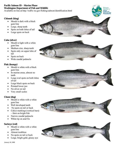 Pacific Salmon Identification Chart