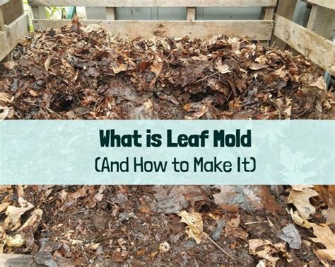 What is Leaf Mold (And How to Make It) - Growing with Nature