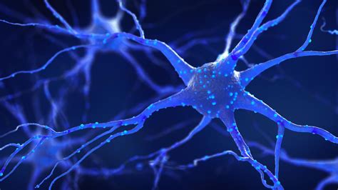 Types of Neurons: Parts, Structure, and Function