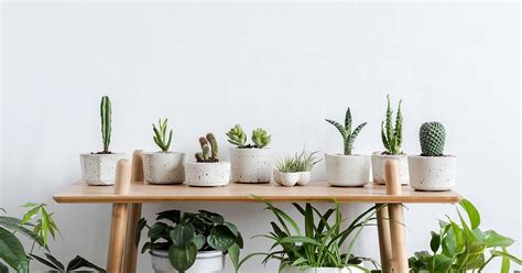 How to Grow and Take Care of Indoor Plants