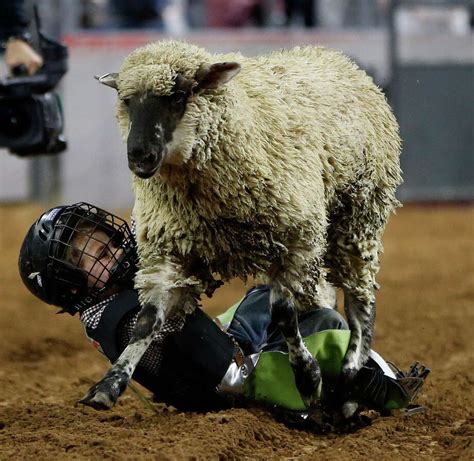 RodeoHouston opens up entries for 2017 mutton busting season - Houston Chronicle