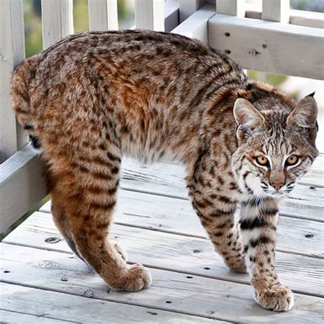 Domestic Bobcat Breed