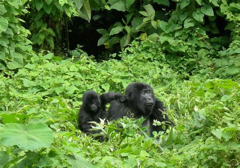 Rwanda Tours: Gorilla, Wildlife and Excursions | Visit Rwanda