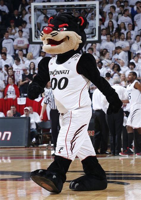 NCAA mascots in action | Cincinnati football, Cincinnati bearcats, Mascot