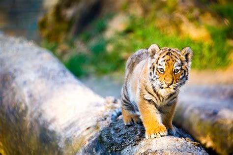 500+ Tiger Cub Pictures | Download Free Images on Unsplash