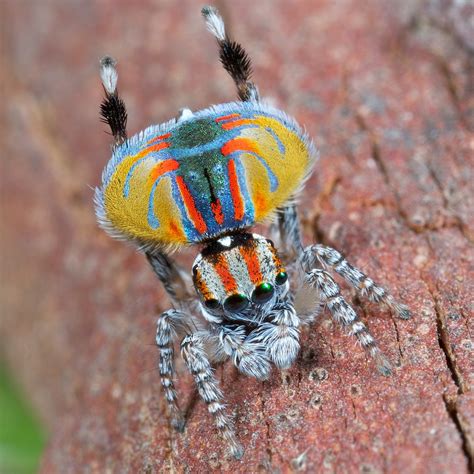 Павлиний паук (лат. Maratus volans)