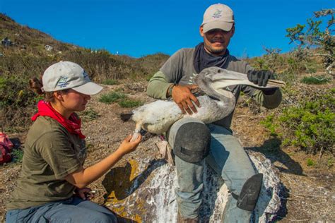 Brown Pelican Conservation Calls for Efforts without Borders - Sonoran ...