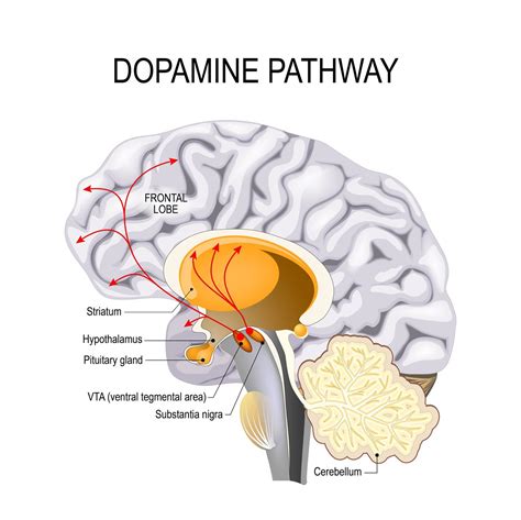 Nootropics as Dopamine Supplements - Nourishing a Key Brain Chemical ...