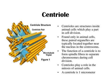 Centrioles Function