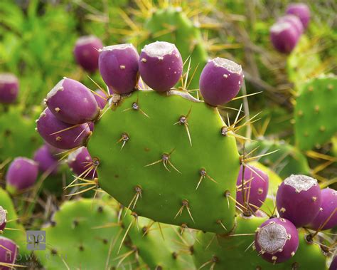 Prickly Pear | Gavin Howarth | Bermuda Scenic Photography