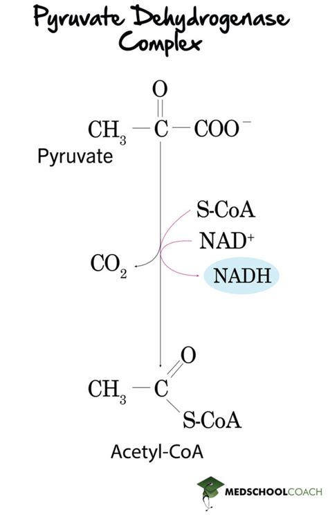 Pyruvate Dehydrogenase Complex – MCAT Biochemistry | MedSchoolCoach