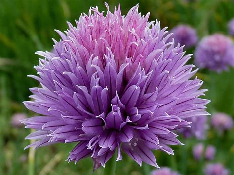 Icon - Pretty fluffy purple flower | Chive flower, Allium flowers ...