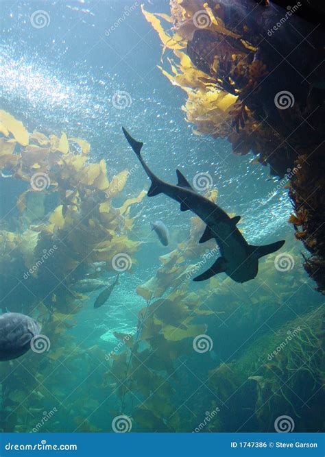 Shark in kelp bed aquarium stock photo. Image of kelp - 1747386