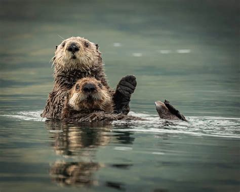 Discover Why Sea Otters Hold Hands While They Sleep - A-Z Animals