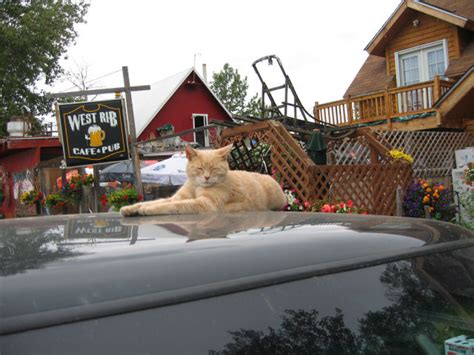 Mayor of the Town of Talkeetna (32 pics) - Izismile.com