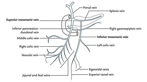 Inferior Mesenteric Vein – Earth's Lab