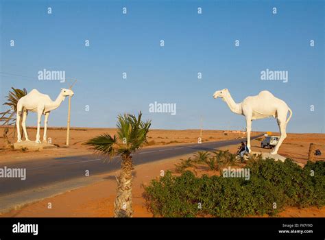 Morocco, Road to Smara. Former Spanish Sahara, dromedary Stock Photo ...