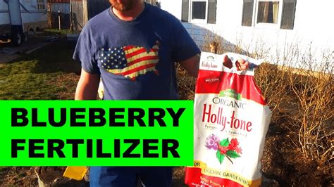 The Best Fertilizer for Blueberry Bushes - YouTube