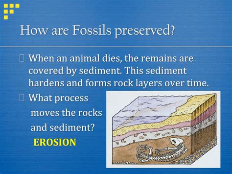 Fossils And Rock Layers For Kids