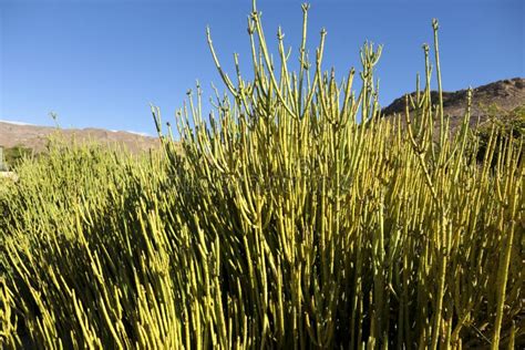 Ephedra Viridis Coville Plant in the Garden Stock Photo - Image of ...