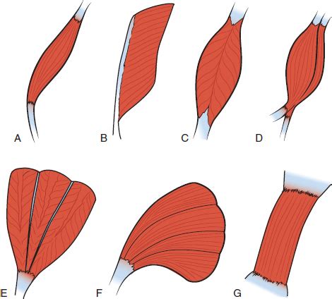 Imaging Muscle | Radiology Key