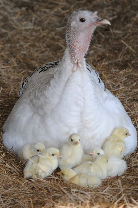 Who knew baby turkeys were so cute? : r/aww