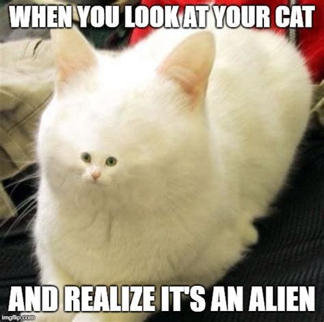 cats weird Memes & GIFs - Imgflip