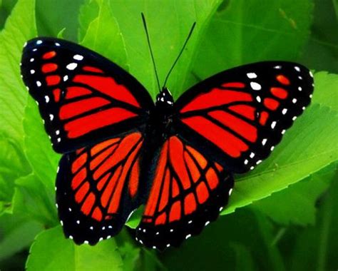 Viceroy Butterfly | Beautiful butterflies, Butterfly pictures, Butterfly tattoo