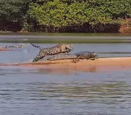 Grymvald Gazetteer: Jaguar Attacks "Crocodile" Video