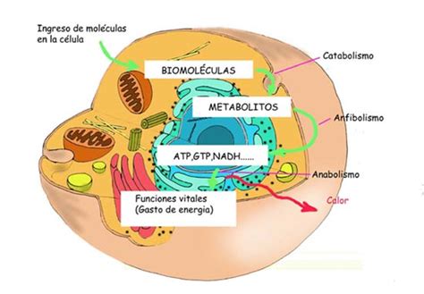 Proyecto Biosfera