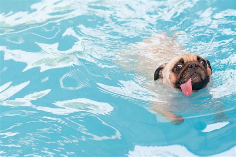 How to Train Your Dog to Swim in a Pool | Wag!