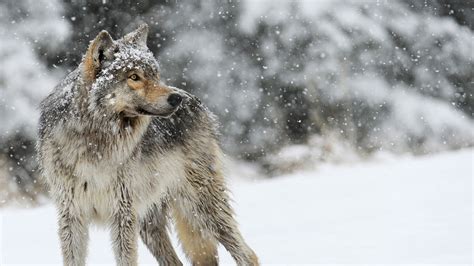 depth of field, wolf, snow, nature, animals, winter HD Wallpaper