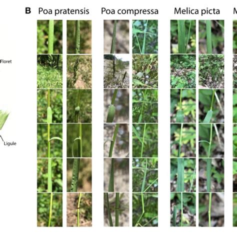 | (A) Illustration of the structure of a typical Poaceae species:... | Download Scientific Diagram