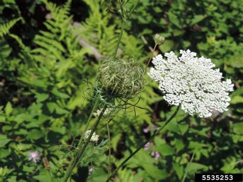 Wild Carrot | Cornell Weed Identification