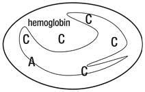 Hemoglobin C Diease and Trait laboratory diagnosis | Medical Laboratories