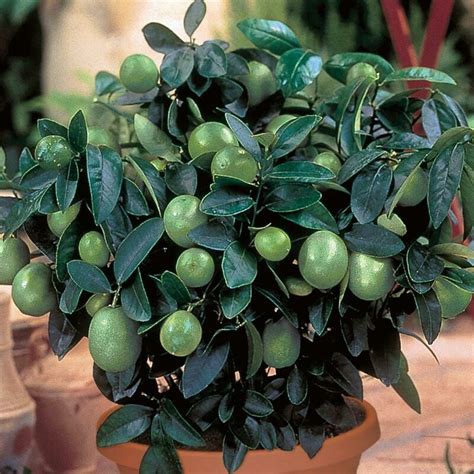 Key Lime Bush- 3 Gallon | Store | Fossil Creek | Tree Farm | Nursery ...