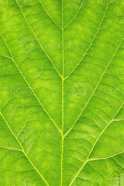 Texture of green leaf 1369316 Stock Photo at Vecteezy