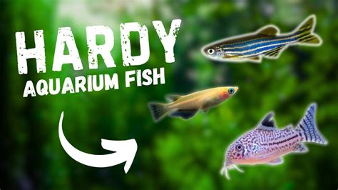 7 Hardy Aquarium Fish For Beginners - YouTube