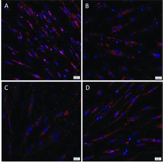 Representative images of Endoderm differentiation. Primary... | Download Scientific Diagram