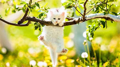 Spring Kittens Wallpapers - Wallpaper Cave