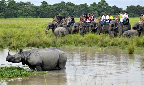 Elephant, jeep safaris at Kaziranga to close for tourists from May - Social News XYZ