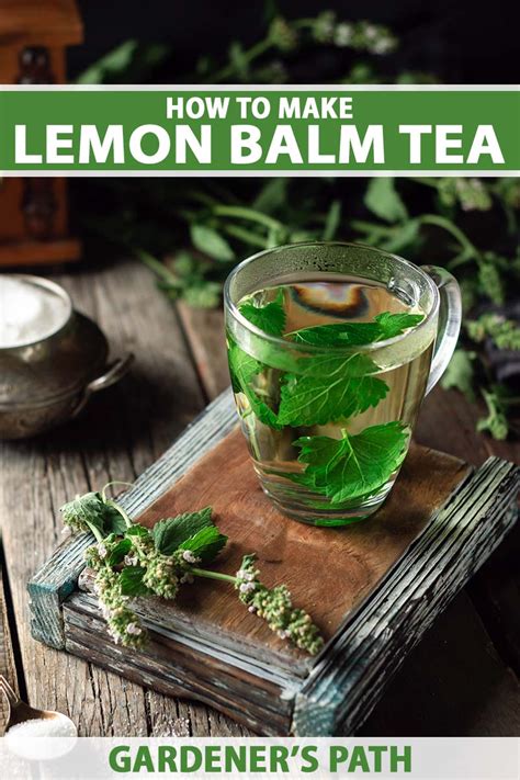 The Benefits of Lemon Balm Tea and How to Make the Perfect Infusion