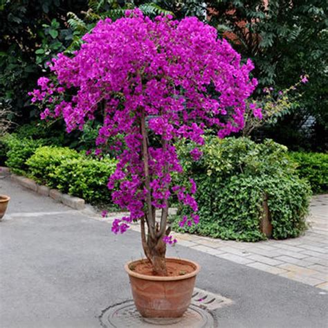 3 Pack 150Pcs Bougainvillea Bonsai Seeds - Pure Bonsai